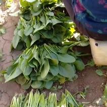 菠菜