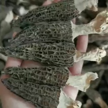 野生羊肚菌