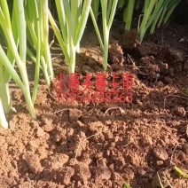 精品小葱