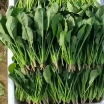【精品菠菜苗】质量好，价格优，欢迎老板随时选购