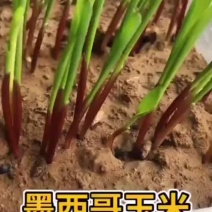 墨西哥玉米草适应能力强，适合牲畜家禽家畜食用