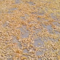 野生峨参