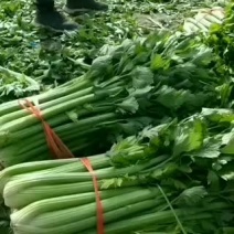 高原夏菜，产地直销，颜色正质量好诚信第一有需要的可以联系