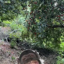 上虞二都真山杨梅可以摘了，大批量价格可商量