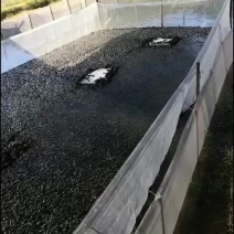 牛蛙苗，小四脚