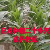 高丹牧草