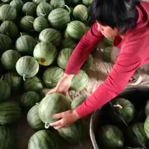蜜童西瓜大量上市