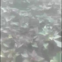 红薯苗基地批发北方东北辽宁鞍山海城