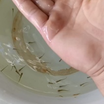 鳊鱼苗(武昌鱼)