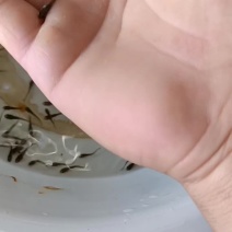 白鲢鱼苗