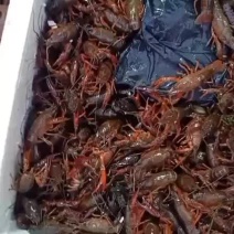 农夫产品，洪湖优质小龙虾。