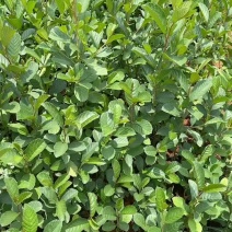 小袋桤木水冬瓜高度20-30厘米价格优惠
