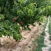 精品春雪桃子颜色全红品质优良大量上市欢迎来电