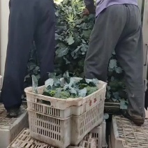 西兰花
