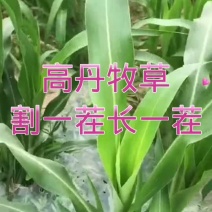 高丹牧草