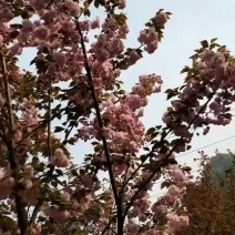 花期用40天，鲜艳美丽