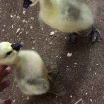狮头鹅苗。。。。。。。。。。。。。。。。