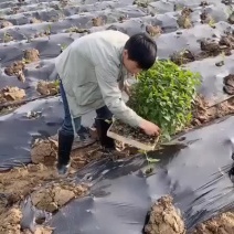 #湘西线椒#湖南青辣椒#高山新鲜辣椒#基地直供辣椒