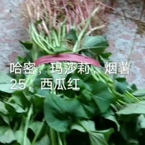 红薯苗