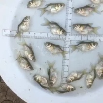 缩骨大头鱼苗，缩骨大头鱼苗（花鲢）广东优质缩骨大头。