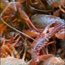 洪湖清水塘虾