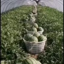 无籽美都