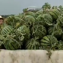 正宗台头西瓜