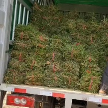 大叶油草，台湾草，马尼拉，兰引三号，一手货源，基地直销