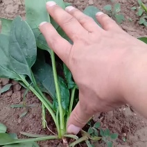 菠菜