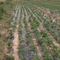 羽衣甘蓝