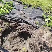 买树送果