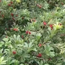 东魁杨梅已上市