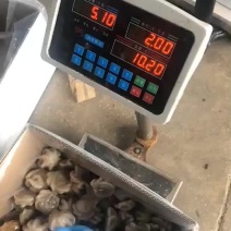 盐揉去内脏八爪鱼一箱10斤