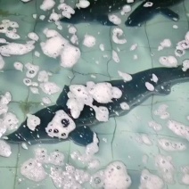 鲟鱼，大鲟鱼