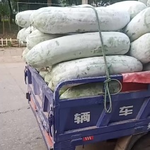 芜润市三山区冬瓜大量上市有需要的请与我联系
