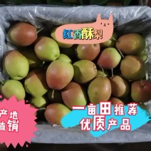 红香酥梨河北赵县鲜货果白如玉，香脆酥甜诚信代办