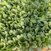 菠菜