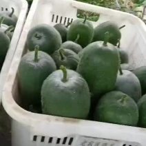 自家大基地精品小冬瓜