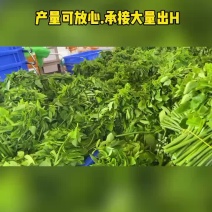 树仔菜批发销售，货量稳定，长期供货！