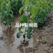 梨树苗皇冠梨新梨七号早酥梨红香酥梨树苗品种
