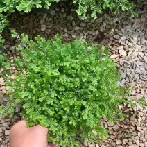 翠云草又名千层繲。青龙草适合绿化组盆