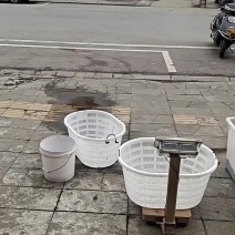 农村河沟鳝鱼