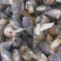 干冰海锥常年销售各种干冰海鲜原料，正八经的海鲜工厂