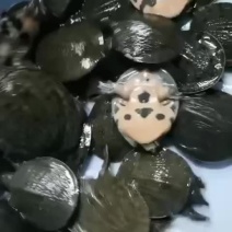 甲鱼苗-品种优良-抗病力强-生长速度快-全国发货