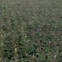 高原夏菜质量好颜色正有需要的联系我