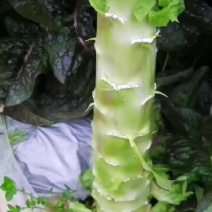 云南高山返季节红叶莴笋，高度50—55公分，单棵2斤左右