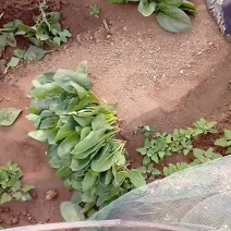 菠菜