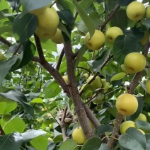 贵妃梨100~300g光果产地直销无中间环节价格合理