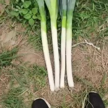 铁杆大葱