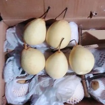 水晶鸭梨🍐海量货源，产地直供，批发零售电商！